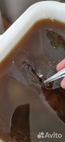 Алтайский мёд весовой 2022 опт