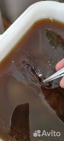 Алтайский мёд весовой 2022 опт