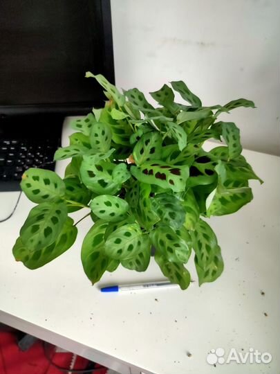 Фикус Наташа