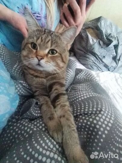 Кошка в дар бесплатно