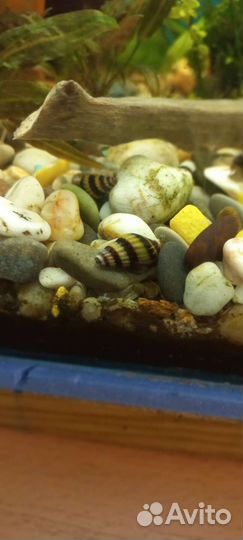 Улитка Хелена