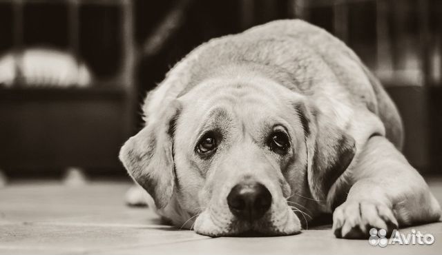 Усыпление/эвтаназия животных