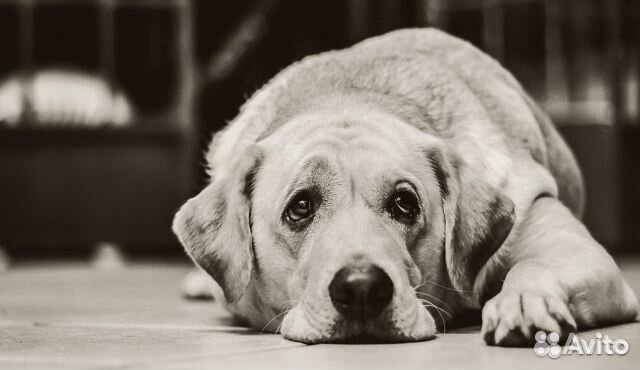 Усыпление/эвтаназия животных