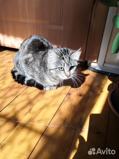 Кошка была домашней, нужен дом