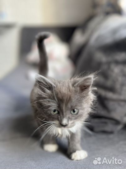 Котенок в дар