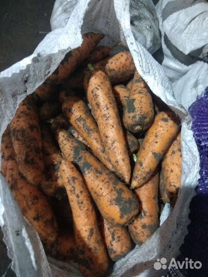 Морковь,свекла, картофель. свежий урожай