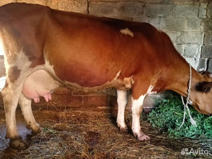Корова дойная
