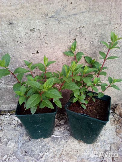 Гортензия метельчатая Сандей Фрайз