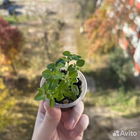 Экзакум