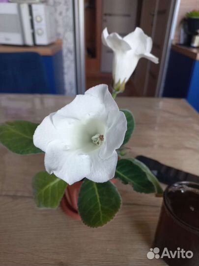 Глоксиния белая