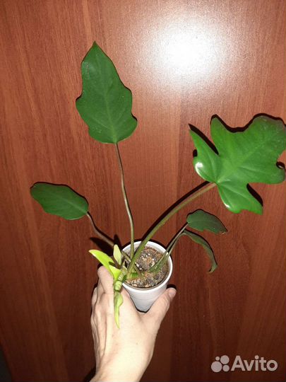 Филодендроны: Меланохризум, Круентум и др