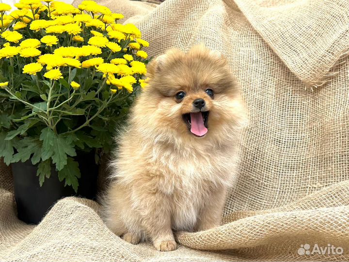 Померанский шпиц