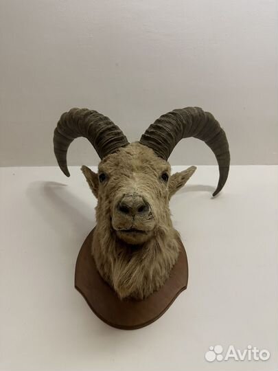 Чучела животных