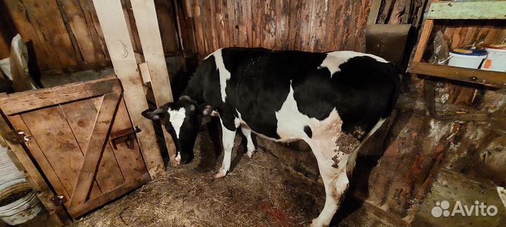 Телка 1.5 года