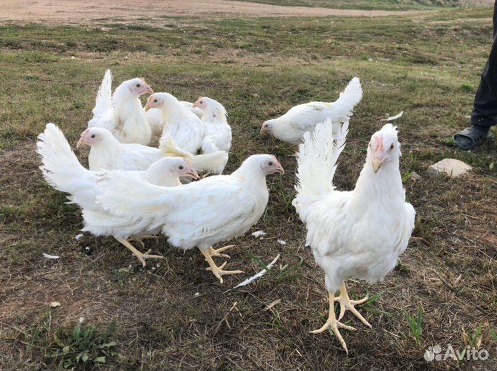 Куры молодки несушки