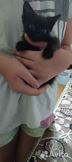 Кошки в добрые руки бесплатно