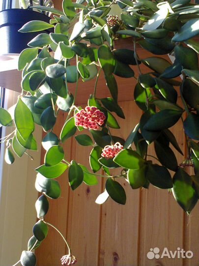 Растение хойя