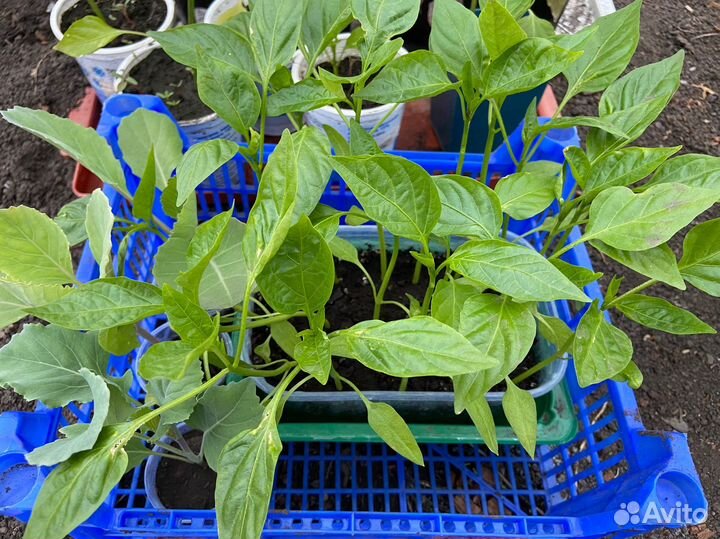 Рассада помидор перцев