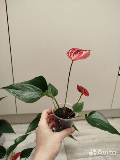 Антуриум андреанум success red