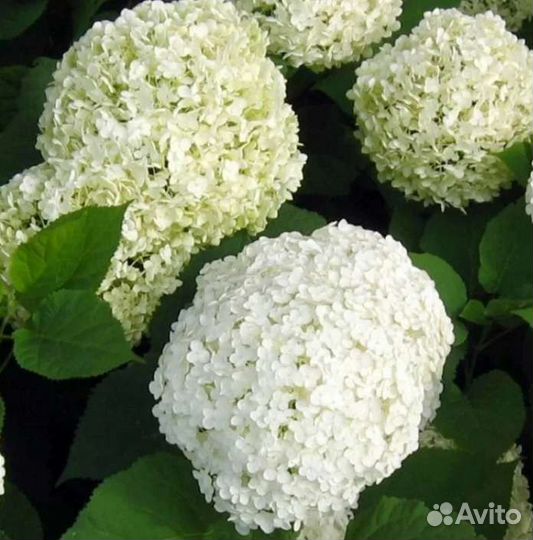 Гортензия кусты