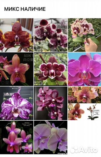 Орхидеи подростки