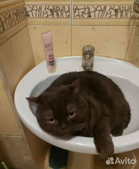 Британская короткошерстная кошка