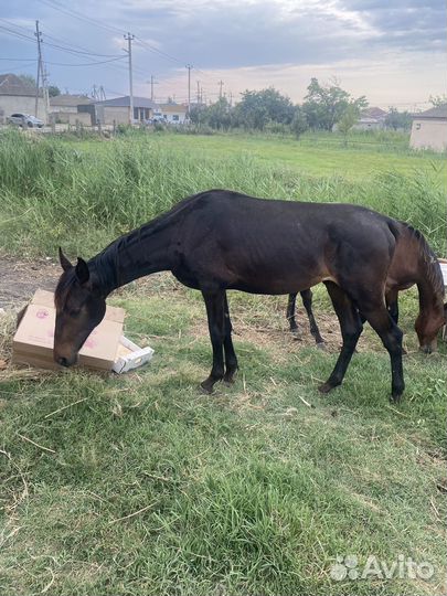Лошади жеребчики