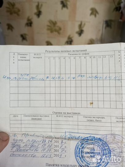 Русско европейская лайка