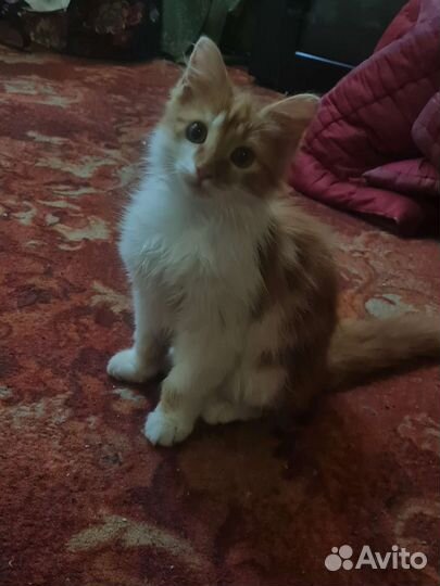 Кошки