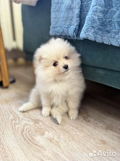 Померанский шпиц