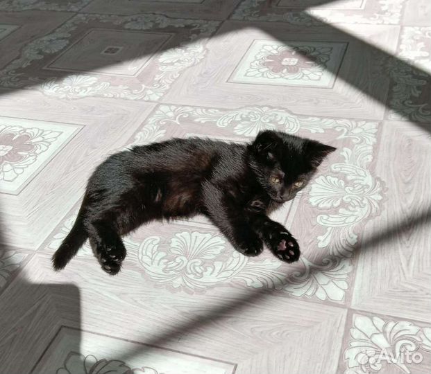 Котёнок в добрые руки