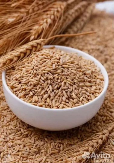 Пшеница
