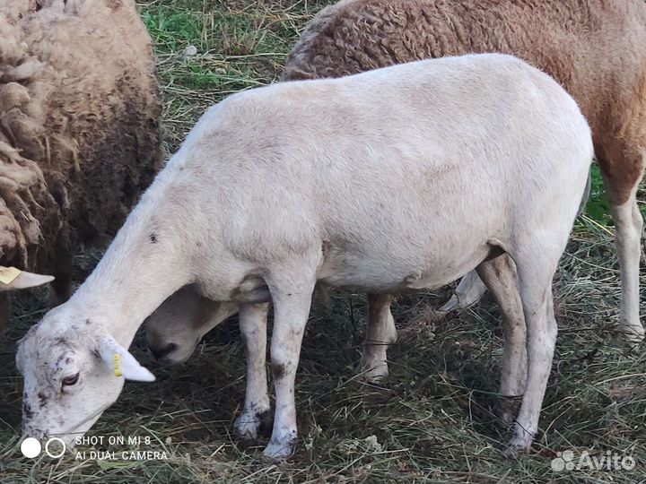 Катумские чистокровные овцематки