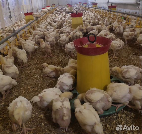 Суточные цыплята, бройлеры