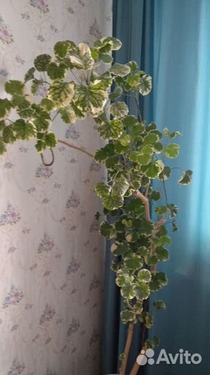 Продам мраморное дерево