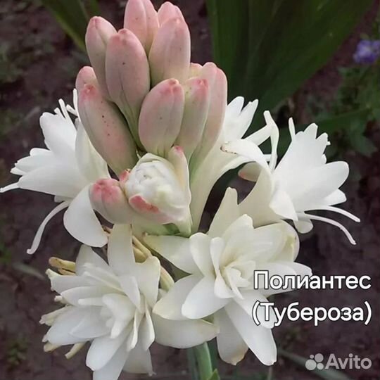Полиантес Тубероза