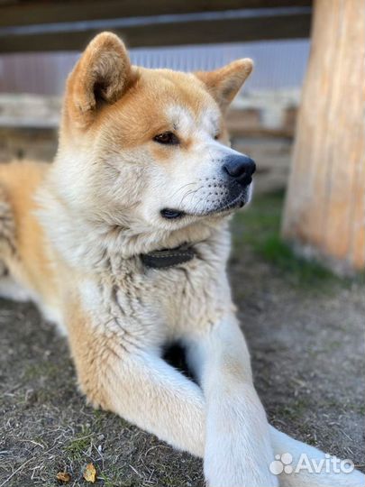 Кобель для вязки