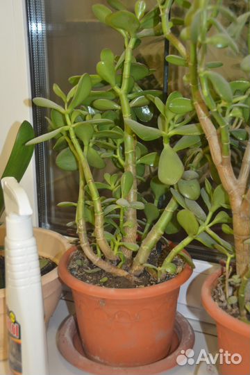 Денежное дерево(красула)