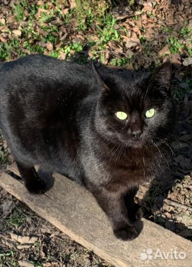 Котята бесплатно