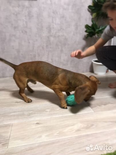 Такса милая