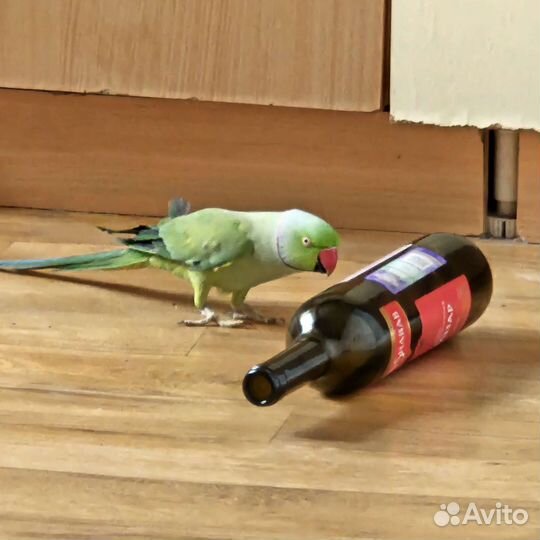 Ожереловый попугай