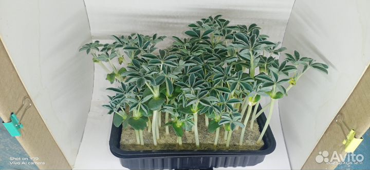 Микрозелень Люпин белый