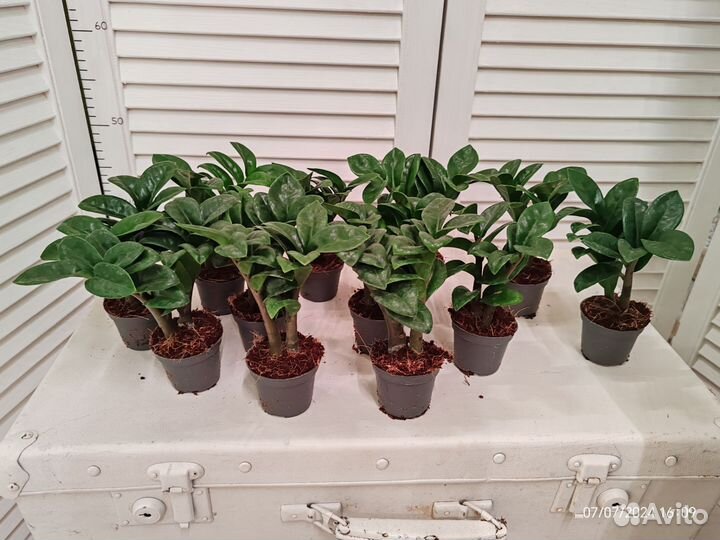 Замиокулькас зензи жук 6/15