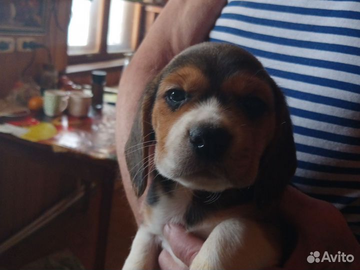 Щенки бигль