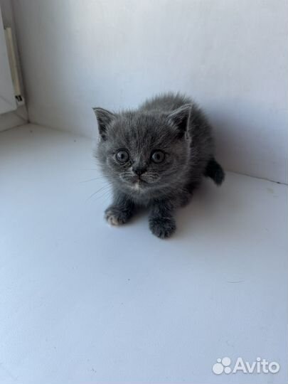 Британские котята