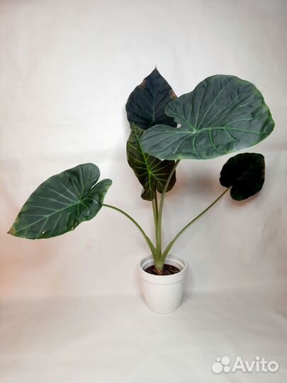 Алоказия регал шилдс