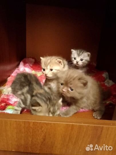Котятки в добрые руки