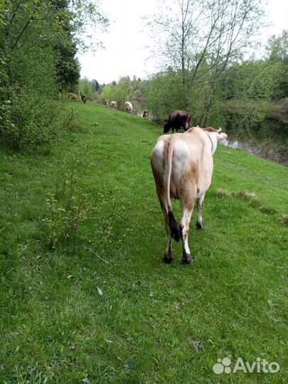 Джерси- Красногорбатовская. (нетель)