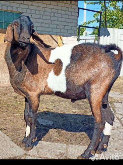 Зааненская коза