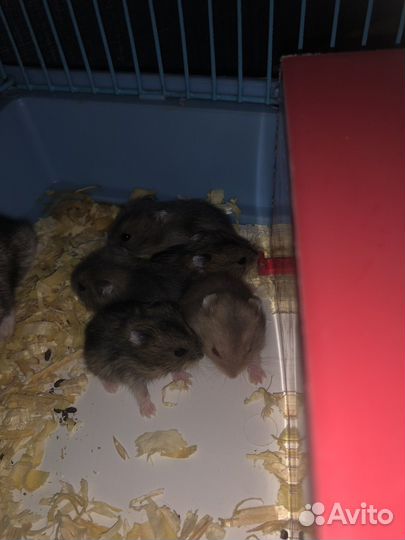 Джунгарский хомяк